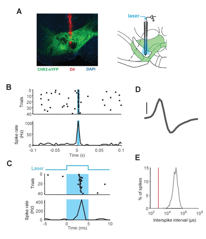 Figure 6—figure supplement 2.