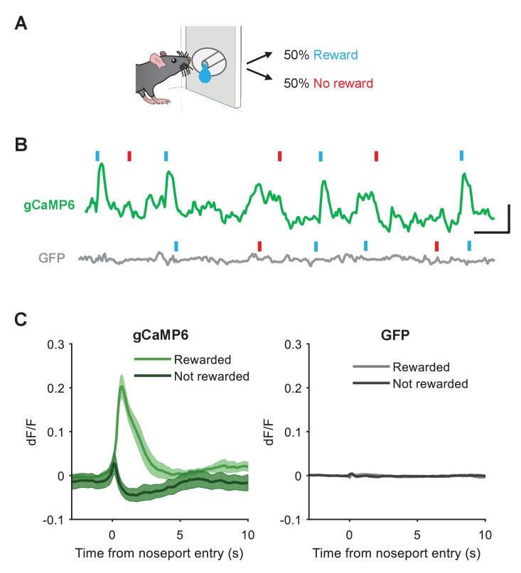 Figure 3—figure supplement 2.