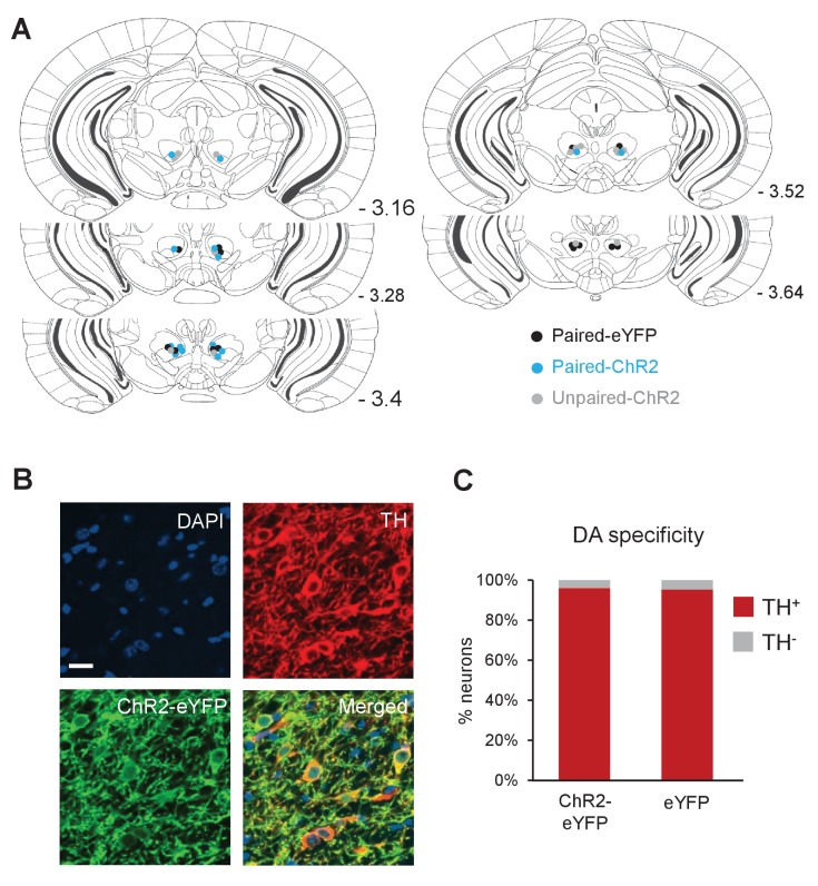 Figure 6—figure supplement 1.