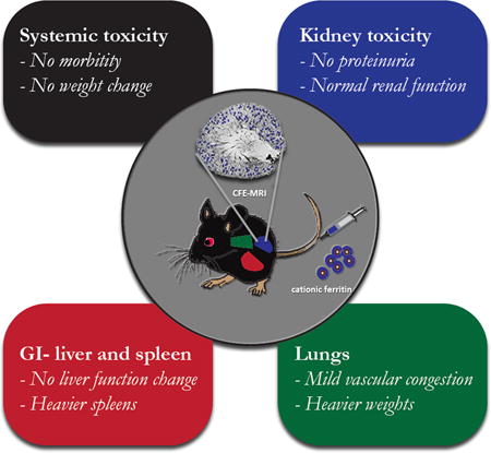 Biocompatibility Of Ferritin-based Nanoparticles As Targeted Mri 