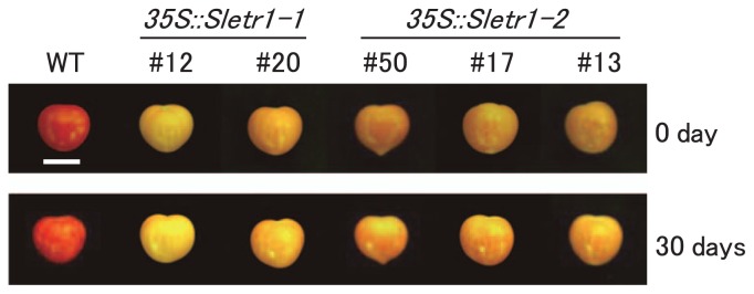 Fig. 4