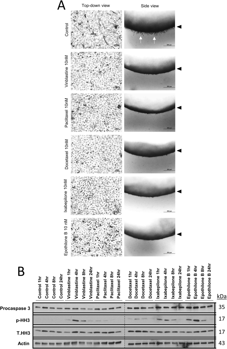 Supplemental Figure S3