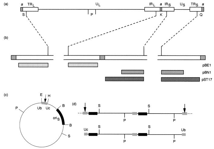 FIG. 1