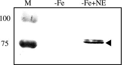 FIG. 4.