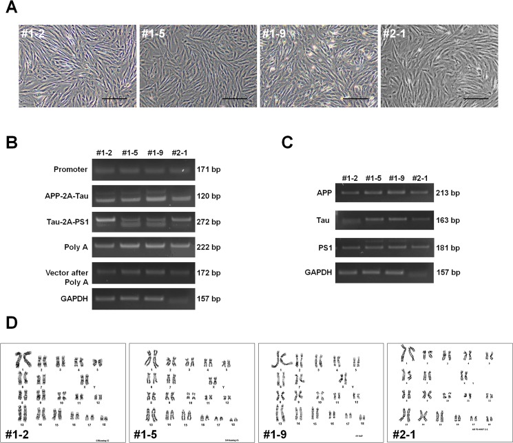 Fig 2