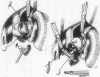 242
