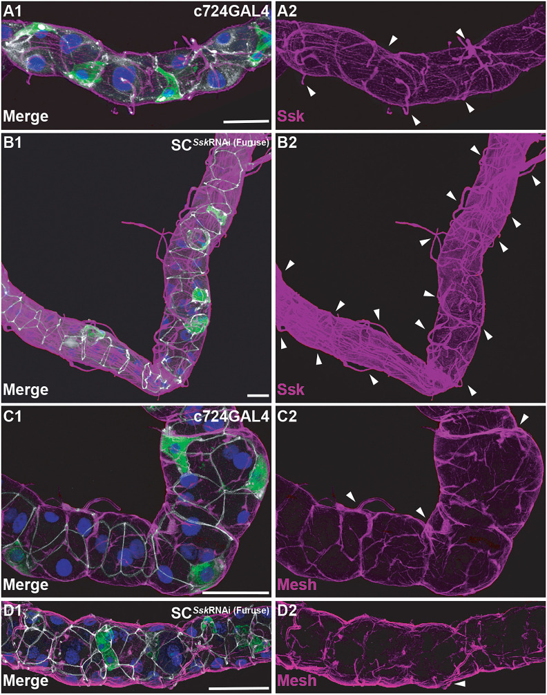 Fig. 6.