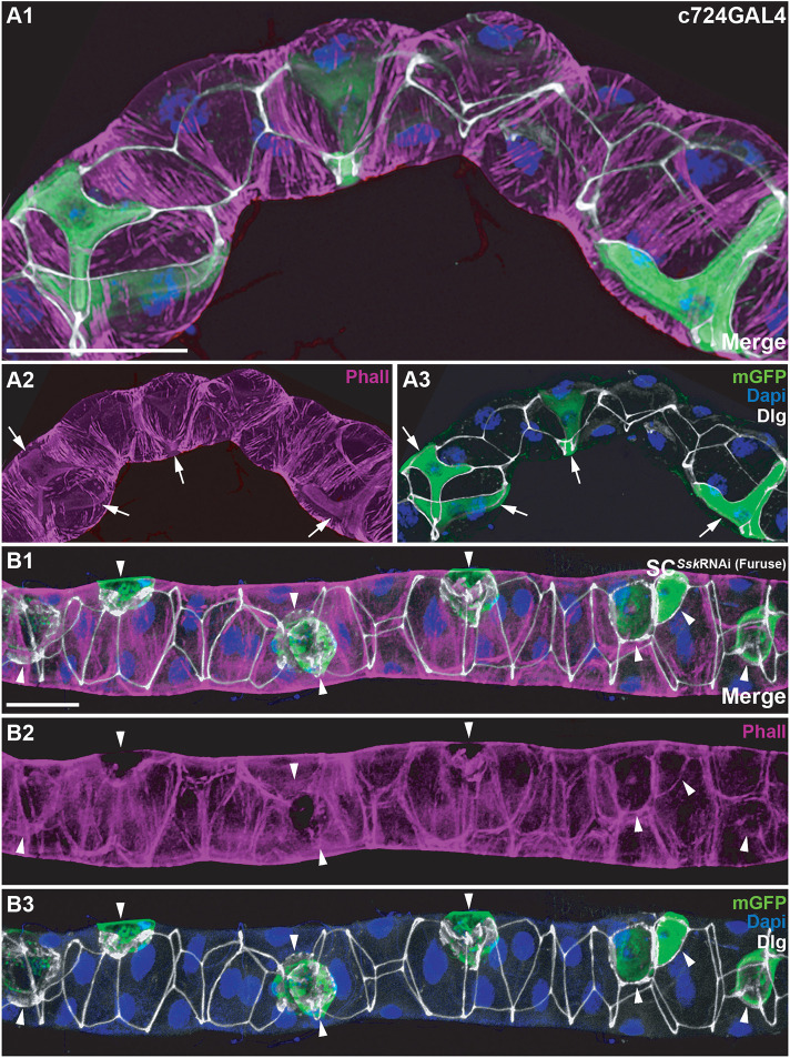 Fig. 3.