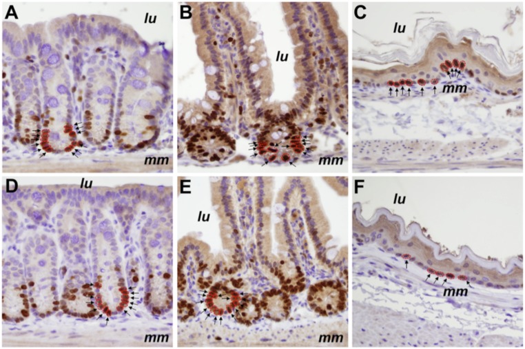 Fig. 8.