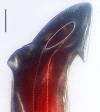 Figure 28a.