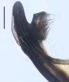 Figure 9a.
