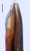 Figure 9b.