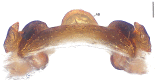 Figure 25.
