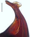 Figure 28c.