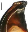 Figure 28b.