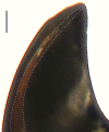 Figure 28d.