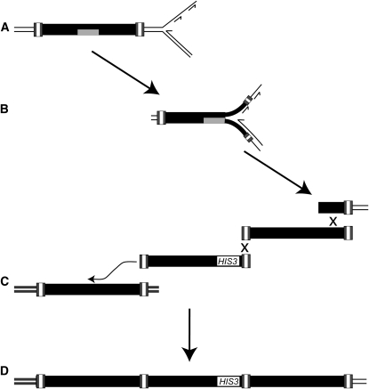 Figure 4.—