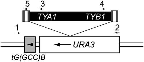 Figure 2.—