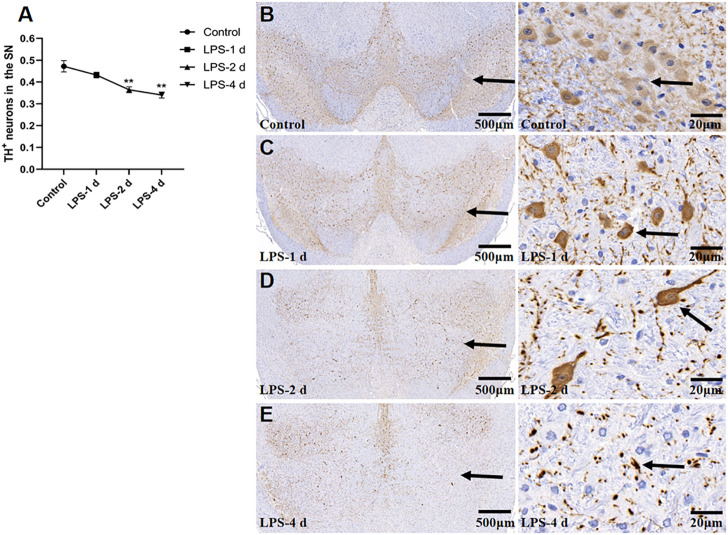 FIGURE 10