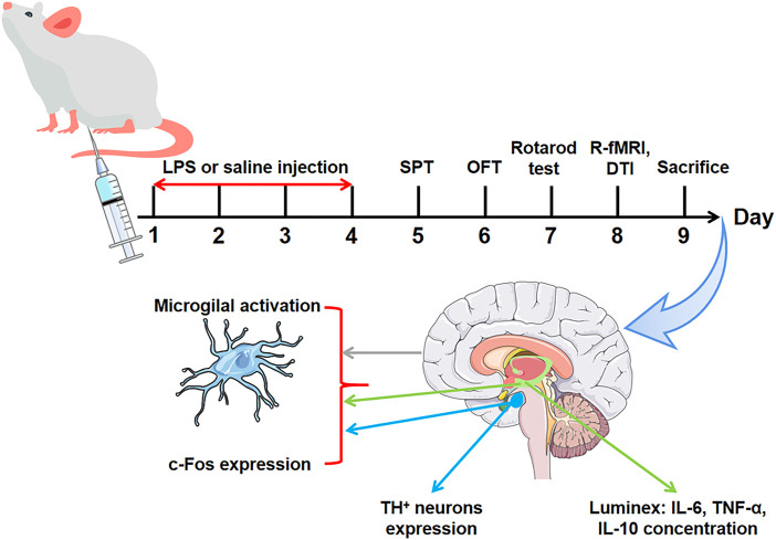 FIGURE 1