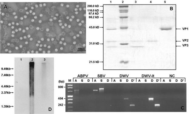 FIG. 1.