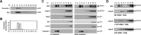 Fig 8