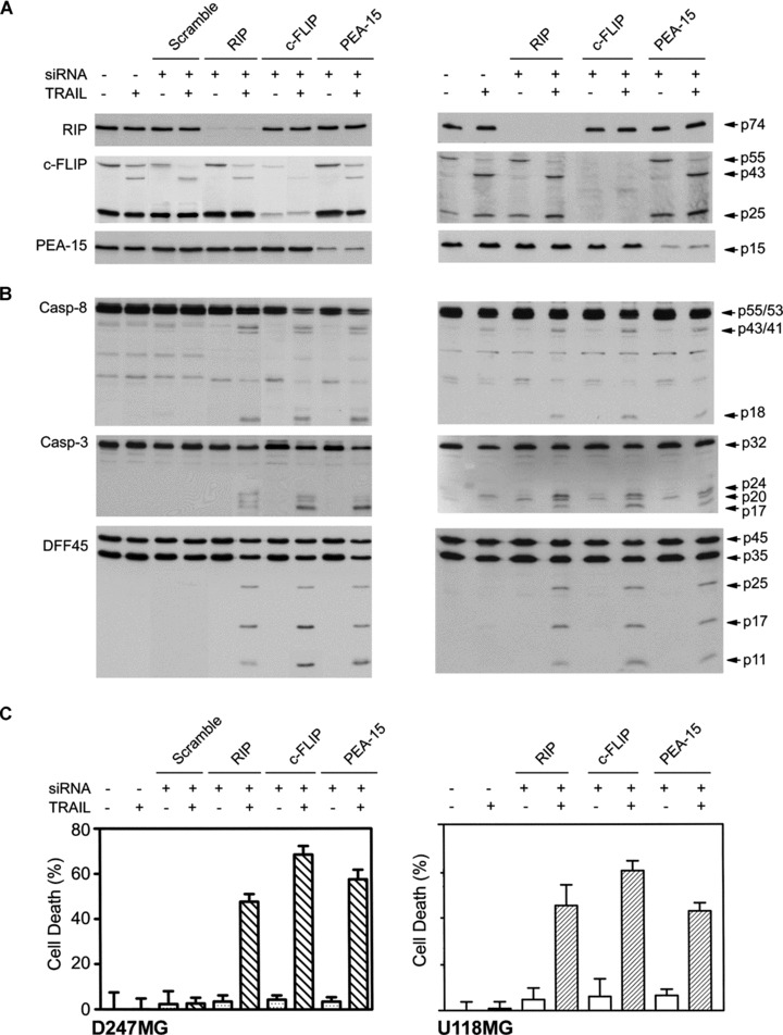 Fig 6