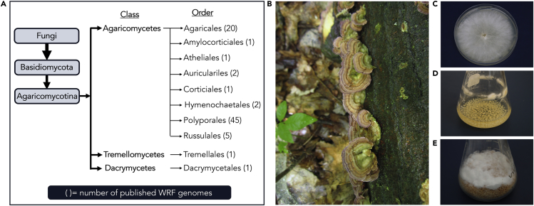 Figure 1