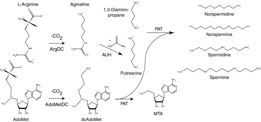 FIGURE 1.