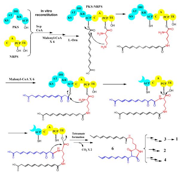 Figure 5