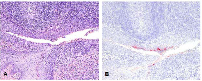 Figure 7 –