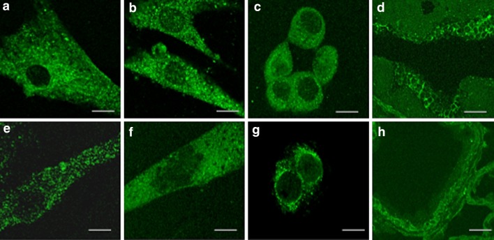 Fig. 7