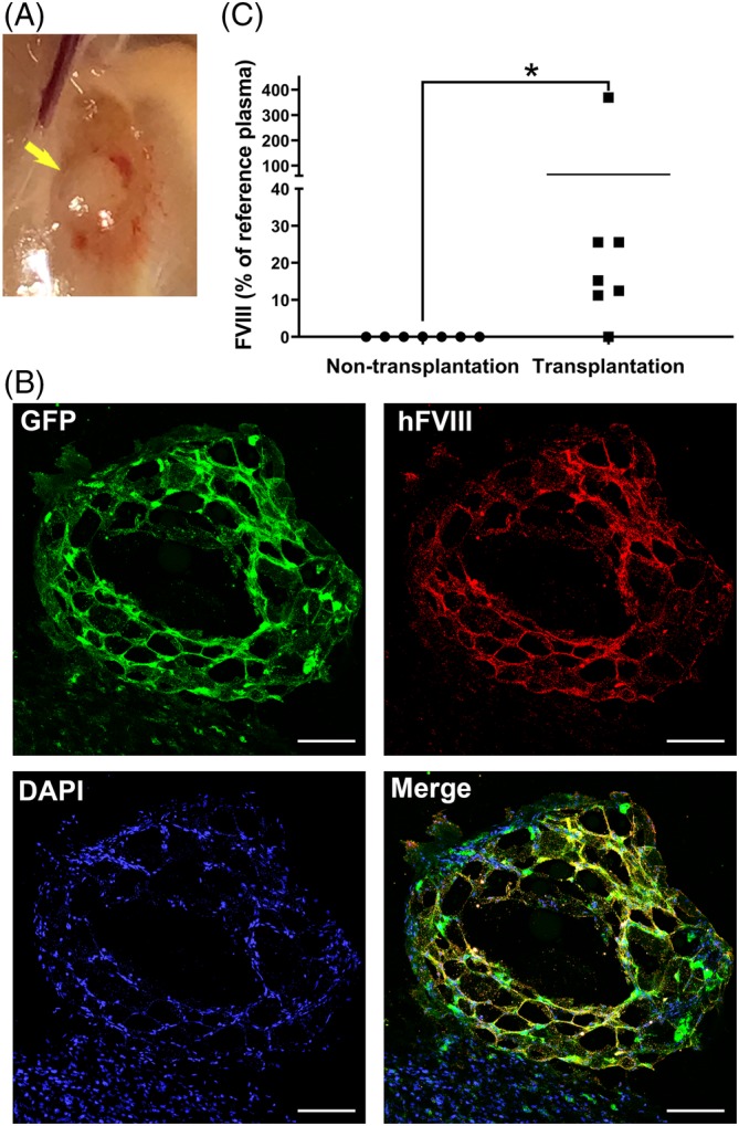 Figure 6