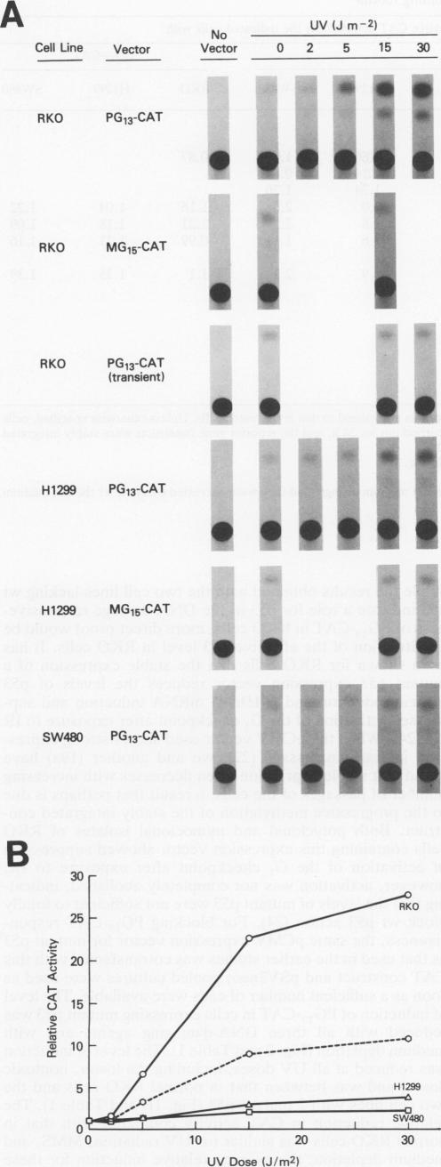 graphic file with name molcellb00019-0413-a.jpg