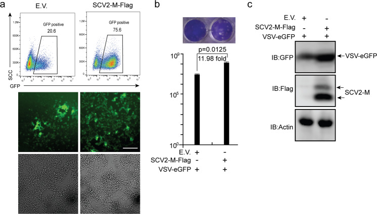 Fig. 7