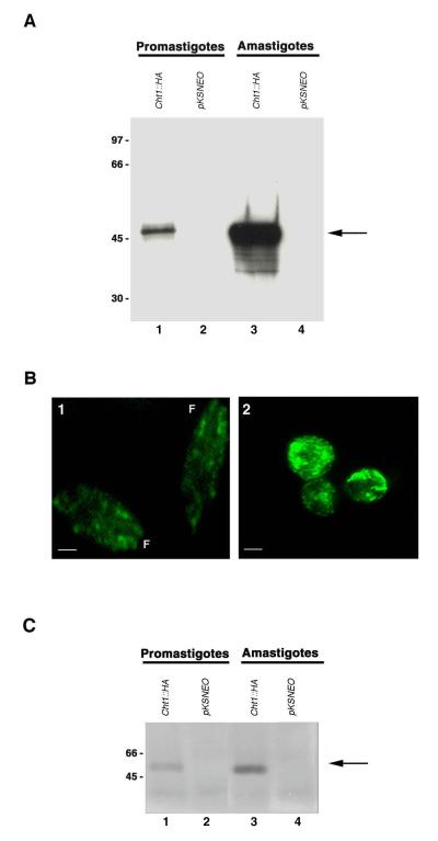 FIG. 6