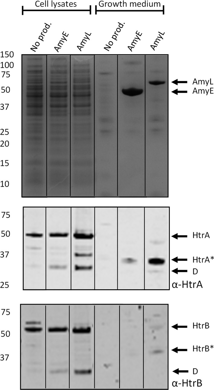 Fig. 5