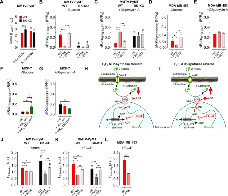 Figure 4—figure supplement 1.