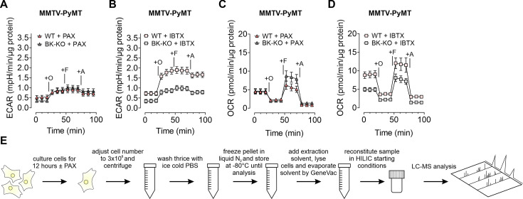 Figure 3—figure supplement 1.