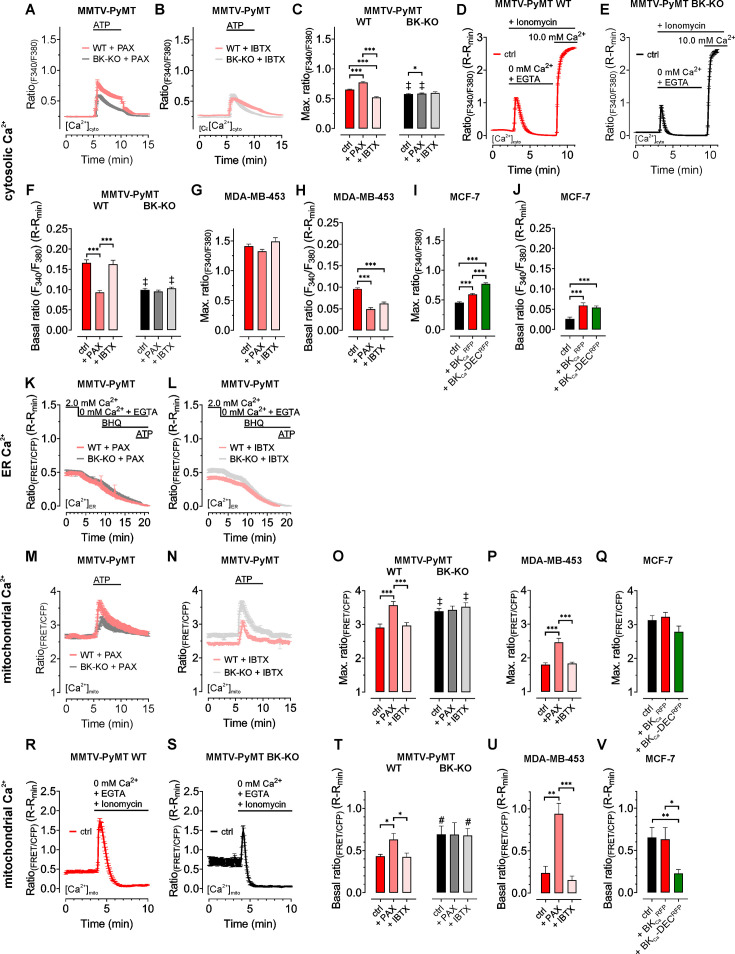 Figure 2—figure supplement 1.