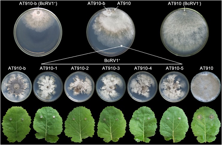 FIG 9