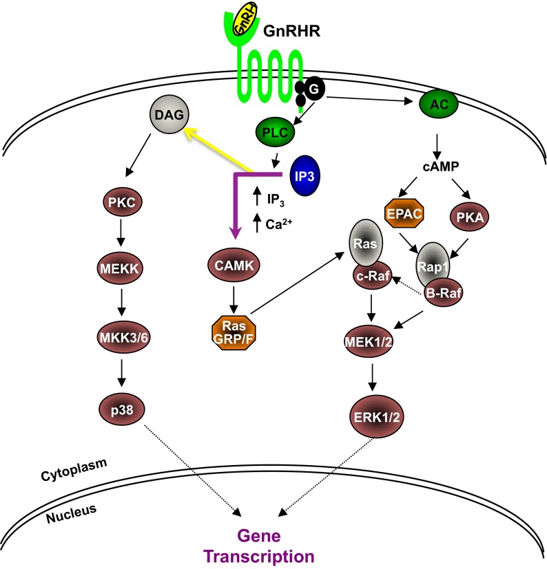 Figure 5.