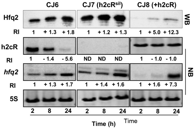 Figure 6