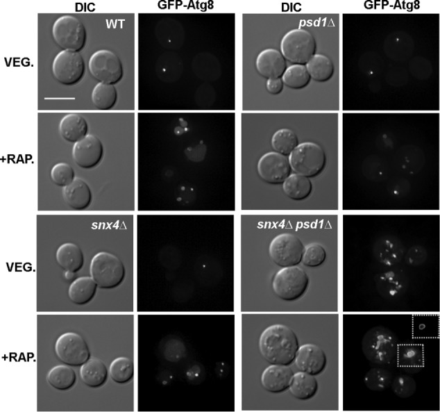 FIGURE 2: