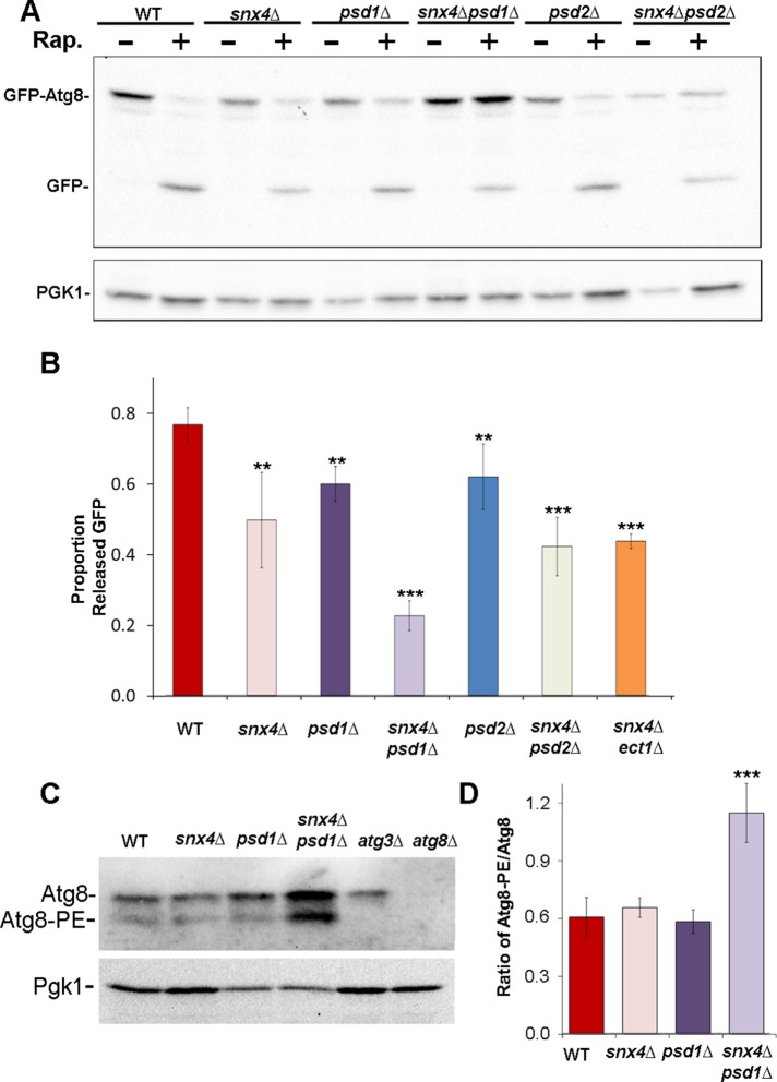 FIGURE 1: