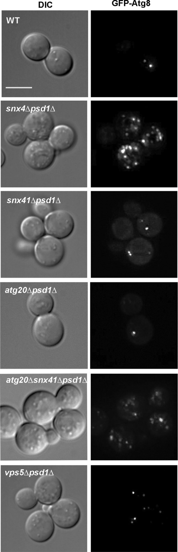 FIGURE 3: