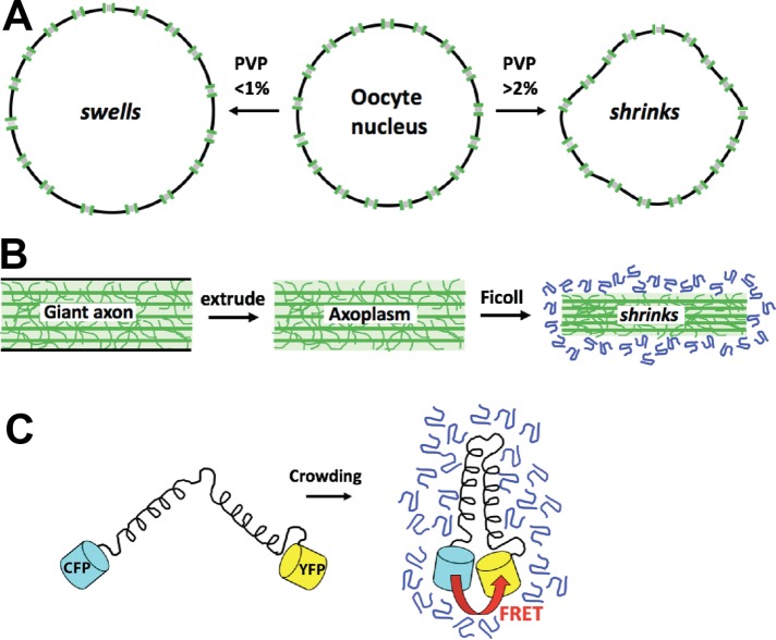 FIGURE 3: