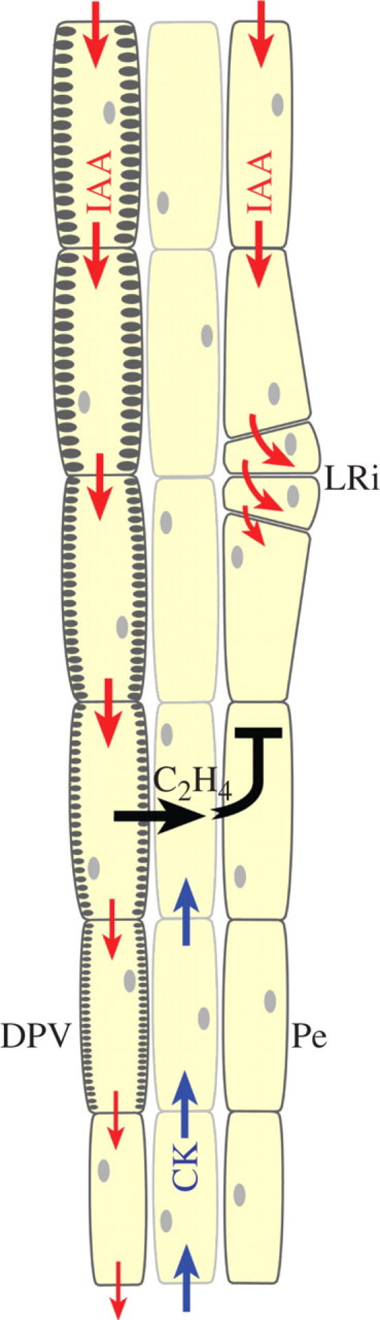 Fig. 3.