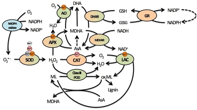 FIGURE 3