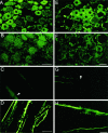 Fig. 10.